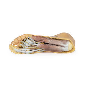 foot anatomical model