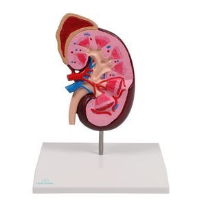 kidney model