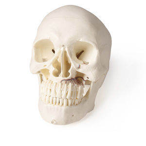 skull model