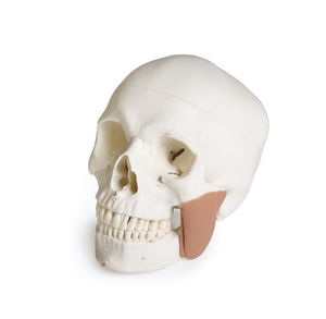 skull model