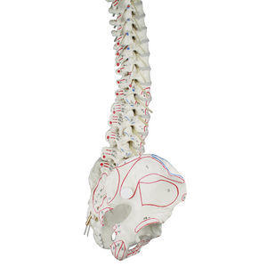 spine anatomical model