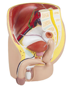 rectum model