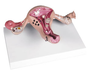 vagina anatomical model