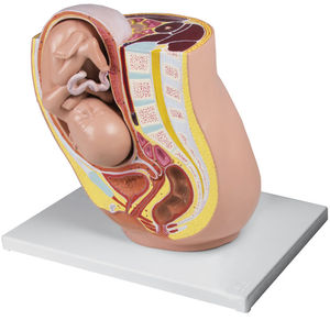 pelvis model