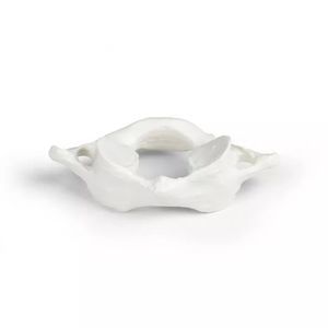 vertebra anatomical model