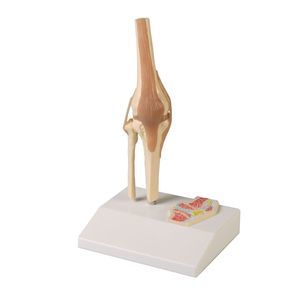 knee model