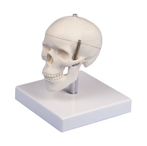 skull model