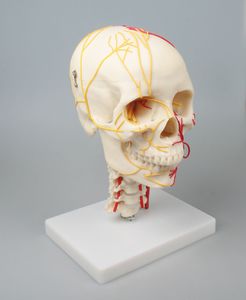 skull model