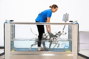hydrotherapy veterinary treadmill