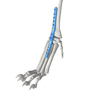 canine veterinary arthrodesis plate