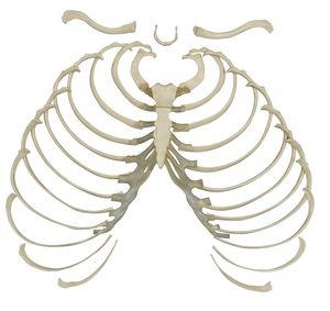 Skeleton model - A202 - RÜDIGER - ANATOMIE - for teaching