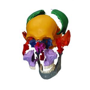 skull model