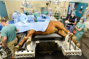 large animal Veterinary photostimulation laser 1