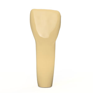 tooth model / for teaching
