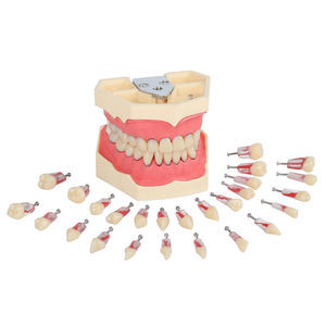 tooth model
