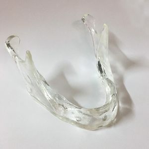 mandible model