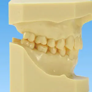 その他 NISSIN DENTAL MODEL Amazon.com : Dental Nissin Typodont Teeth Model Removable