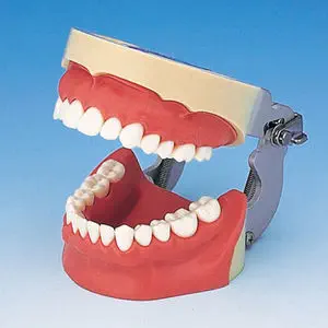 その他 NISSIN DENTAL MODEL 73428-10732518.webp