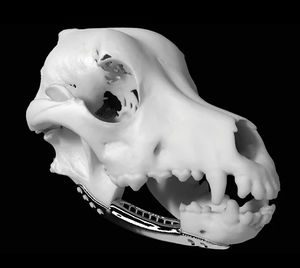 head model