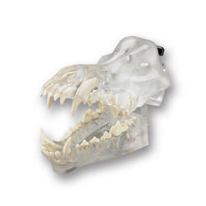 denture model