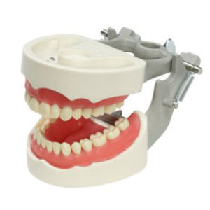 gingival model