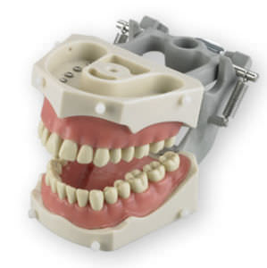 gingival model
