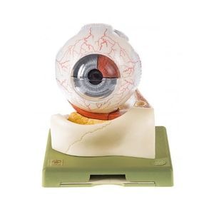 eye anatomical model