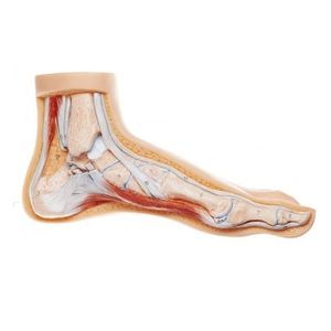 foot anatomical model