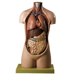 stomach model