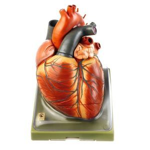 pericardium anatomical model