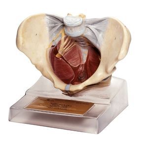 pelvic floor model