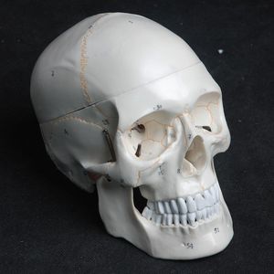 skull model