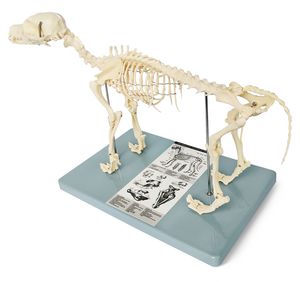 skeleton model 1