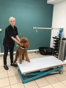 grooming dryer on casters