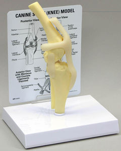 joint model / knee / for teaching / canine