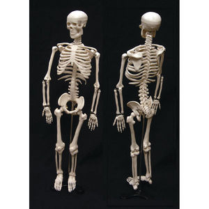 skeleton model