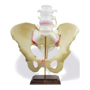 pelvis model