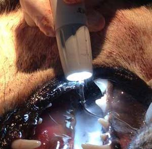 piezoelectric dental scaler / veterinary / complete set / with LED light