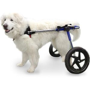 dog's veterinary wheelchair