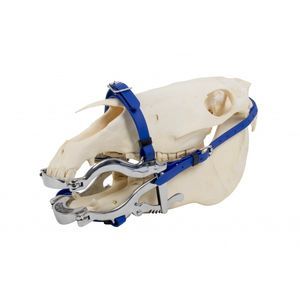 dental veterinary speculum 1