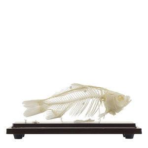 skeleton model
