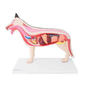 spinal cord model