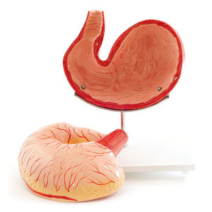 stomach model