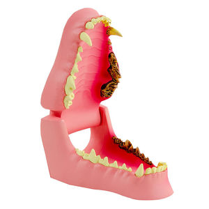 jaw anatomical model