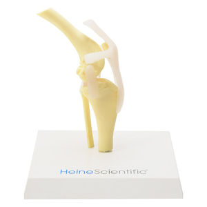 knee model