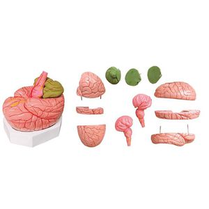 brain model / for teaching