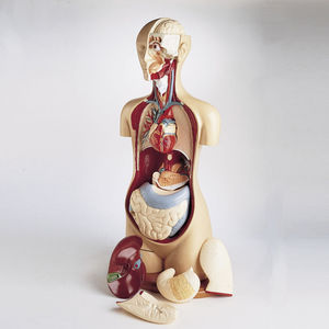 heart model