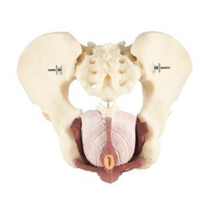 pelvis model