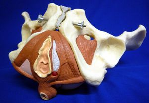 pelvic floor model