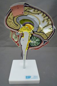 brain model
